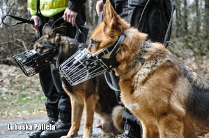 Dwa policyjne psy tropiące trzymane przez policjantów
